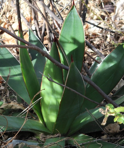 Agave pelona — photo