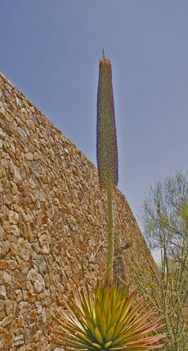 Agave pelona — photo