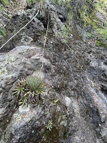 Agave polianthiflora — photo