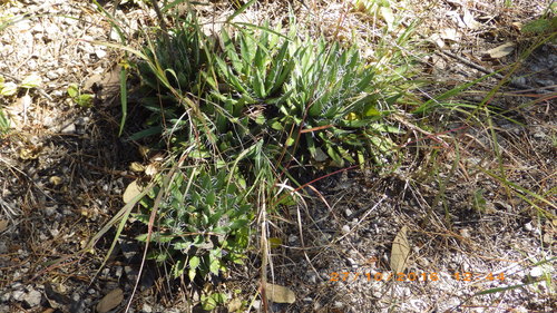 Agave polianthiflora — photo