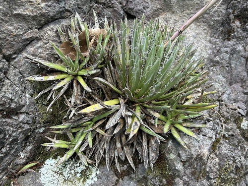 Agave polianthiflora