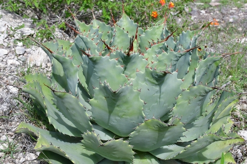 Agave potatorum (Butterfly agave) — photo