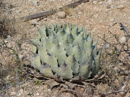 Agave potatorum (Butterfly agave) — photo