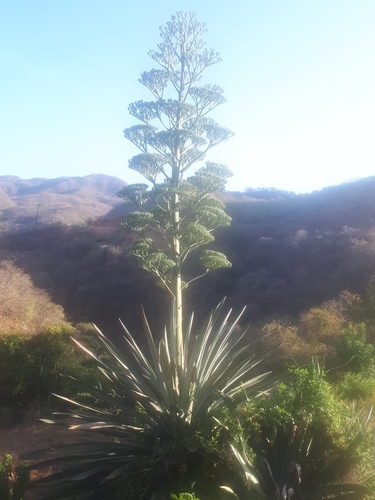 Agave rhodacantha — photo