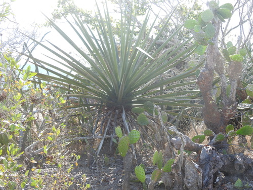 Agave rhodacantha — photo