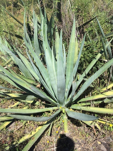 Agave rhodacantha