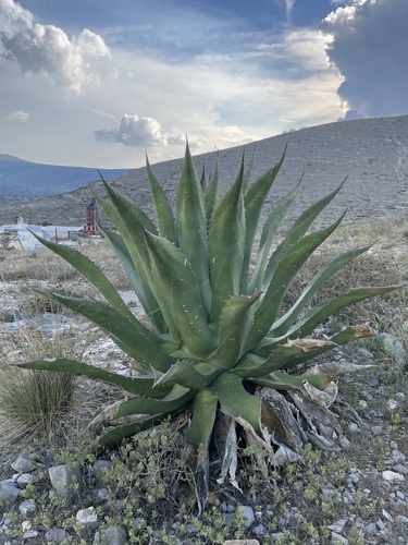 Agave salmiana (Pulque agave) — photo