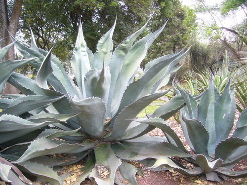 Agave salmiana (Pulque agave) — photo