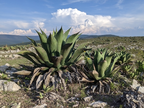 Agave salmiana
