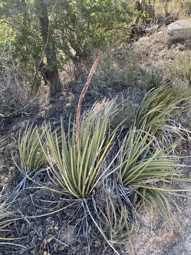 Agave schottii — photo