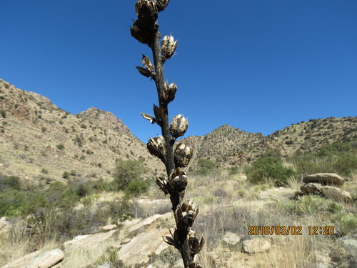 Agave schottii — photo