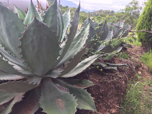 Agave seemanniana (Cacaya) — photo