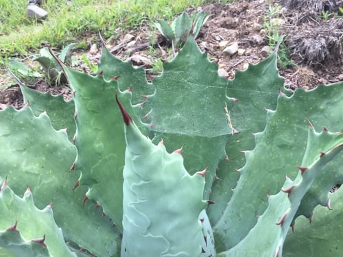 Agave seemanniana (Cacaya) — photo