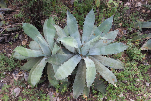 Agave seemanniana