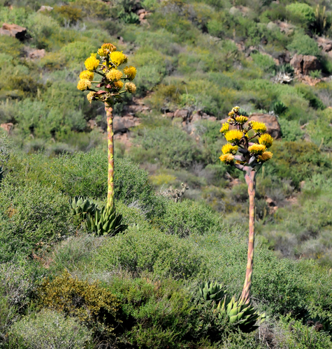 Agave shawii (Shaw's agave) — photo