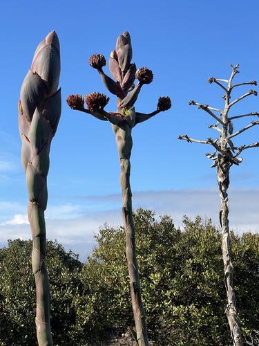 Agave shawii (Shaw's agave) — photo