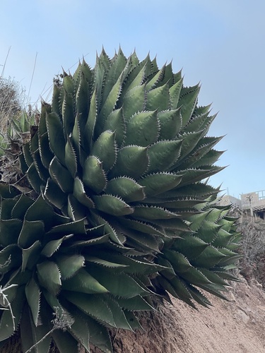 Agave shawii