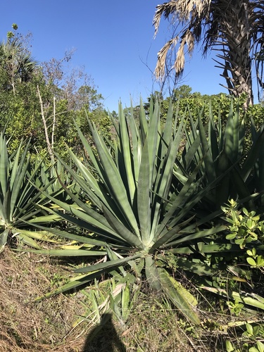Agave sisalana (Sisal) — photo