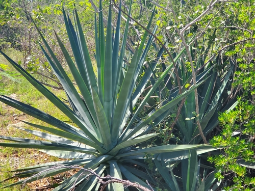 Agave sisalana (Sisal) — photo