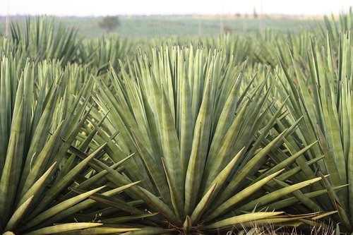 Agave sisalana