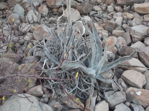 Agave sobria — photo