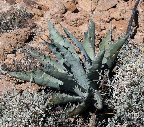 Agave sobria