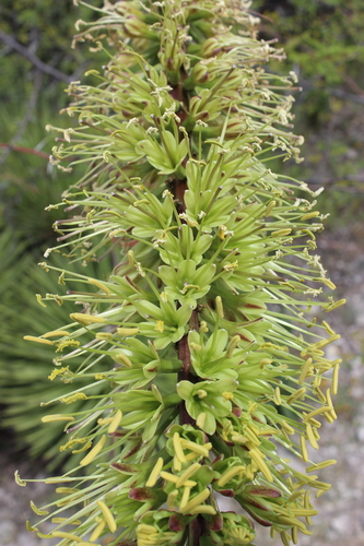 Agave stricta (Hedgehog agave) — photo