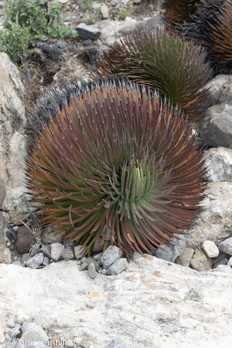 Agave stricta (Hedgehog agave) — photo