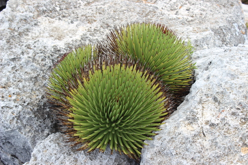 Agave stricta