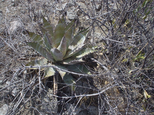 Agave subsimplex — photo