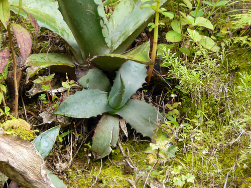 Agave tecta (Pulque agave) — photo
