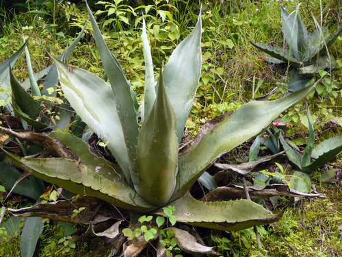 Agave tecta