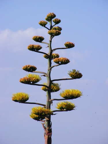 Agave tequilana (Mescal) — photo