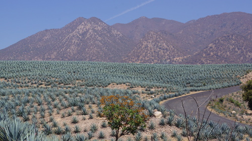 Agave tequilana (Mescal) — photo