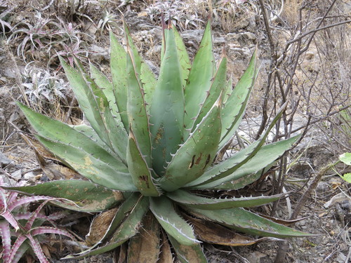 Agave titanota — photo