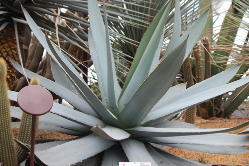 Agave titanota — photo