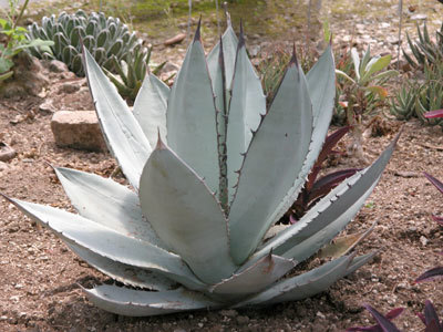 Agave titanota