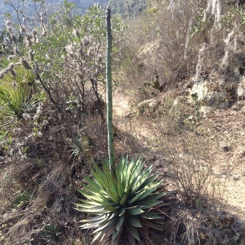 Agave triangularis — photo