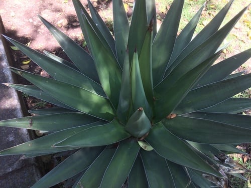 Agave triangularis — photo