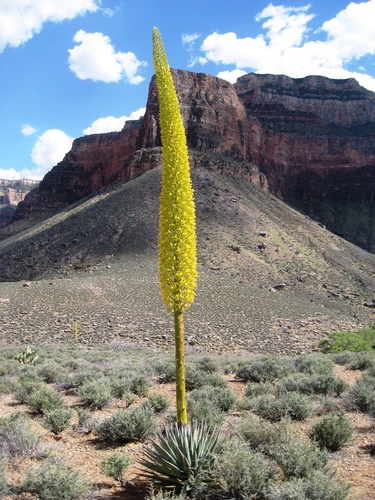 Agave utahensis (Desert Agave) — photo