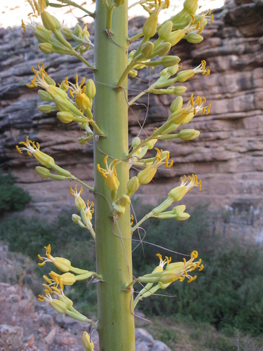 Agave utahensis (Desert Agave) — photo
