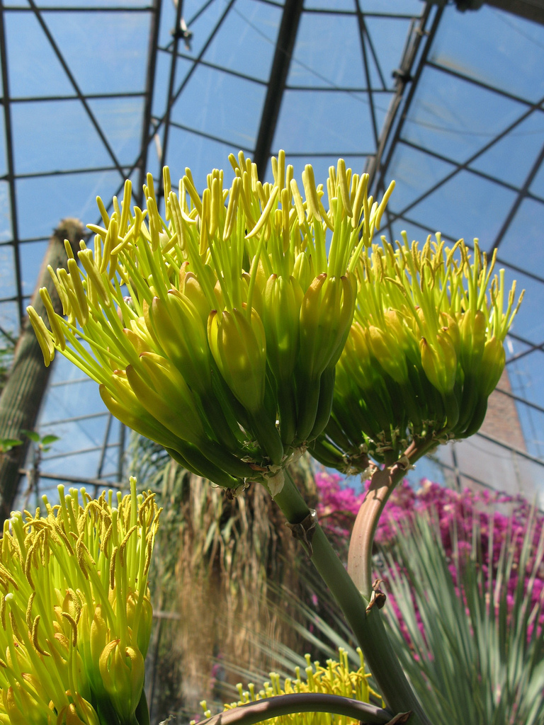 Agave vera-cruz