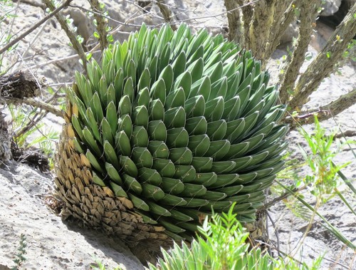 Agave victoriae-reginae (Pintillo) — photo