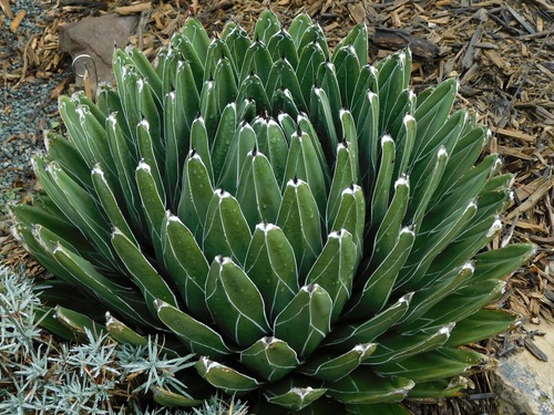 Agave victoriae-reginae (Pintillo) — photo
