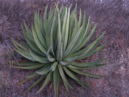 Agave vivipara (Dwarf sisal) — photo