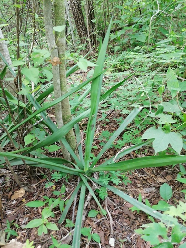Agave vivipara (Dwarf sisal) — photo