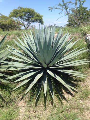 Agave vivipara
