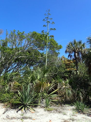 Agave weberi (Maguey liso) — photo