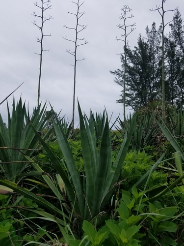Agave weberi (Maguey liso) — photo