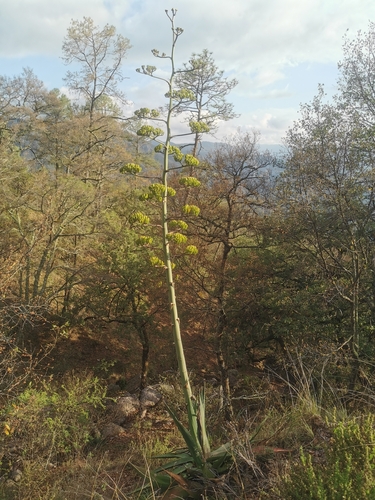 Agave wocomahi (Wocomahi) — photo